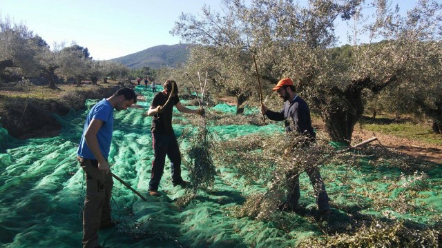 Las sierras d'Espadà y Calderona buscan la D.O. para su aceite: la Generalitat avanza los trámites