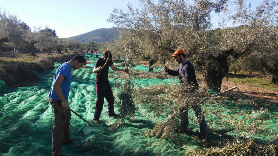 Castellón suma su segunda Denominación de Origen Protegida con el aceite de las sierras de Espadán y Calderona