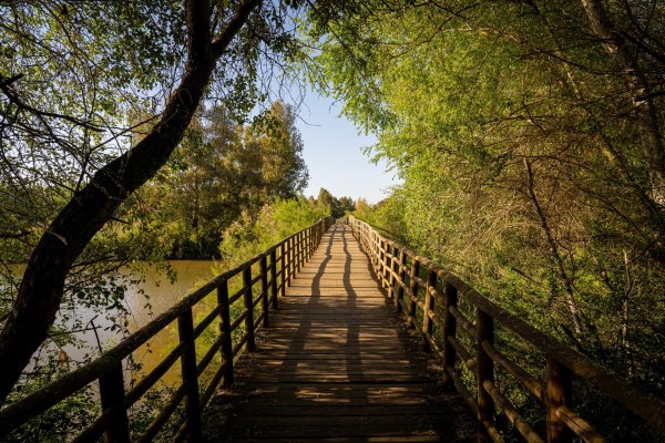 25 años del desastre de Aznalcóllar: el vertido que amenazó Doñana y dejó un corredor verde 