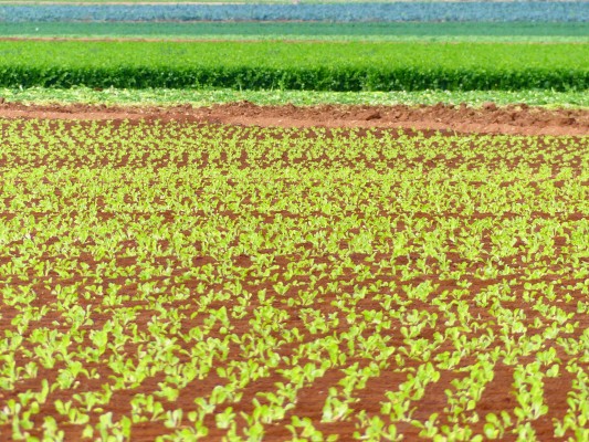 El MITECO lanza ayudas para apoyar al Campo de Cartagena, con proyectos basados en la ciencia y para avanzar en la transición ecológica 