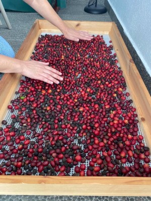 La Eurocámara aprueba limitar importaciones de productos si contribuyen a la deforestación