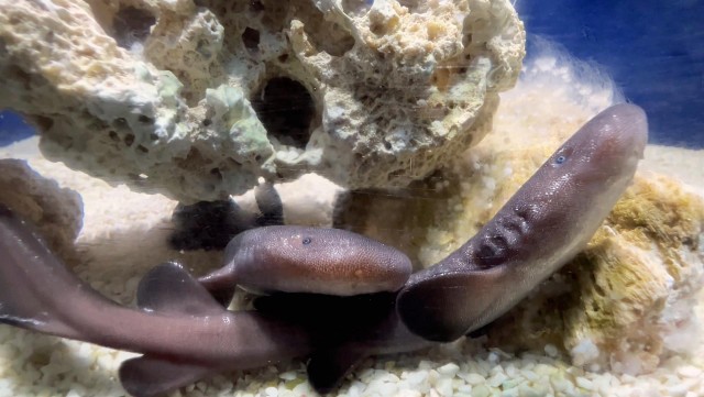 Más de la mitad de las especies del Oceanogràfic están incluidas en la lista roja de especies amenazadas