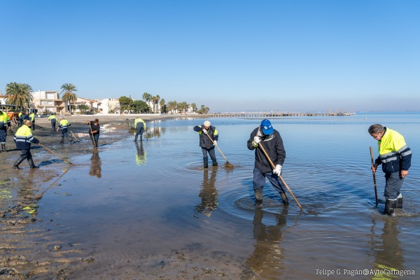 Cien personas se encargarán de la retirada de biomasa del Mar Menor entre mayo y septiembre