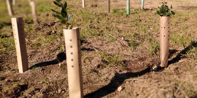 La 'startup' ilicitana Cuidatree lleva sus protectores de árboles orgánicos a Portugal