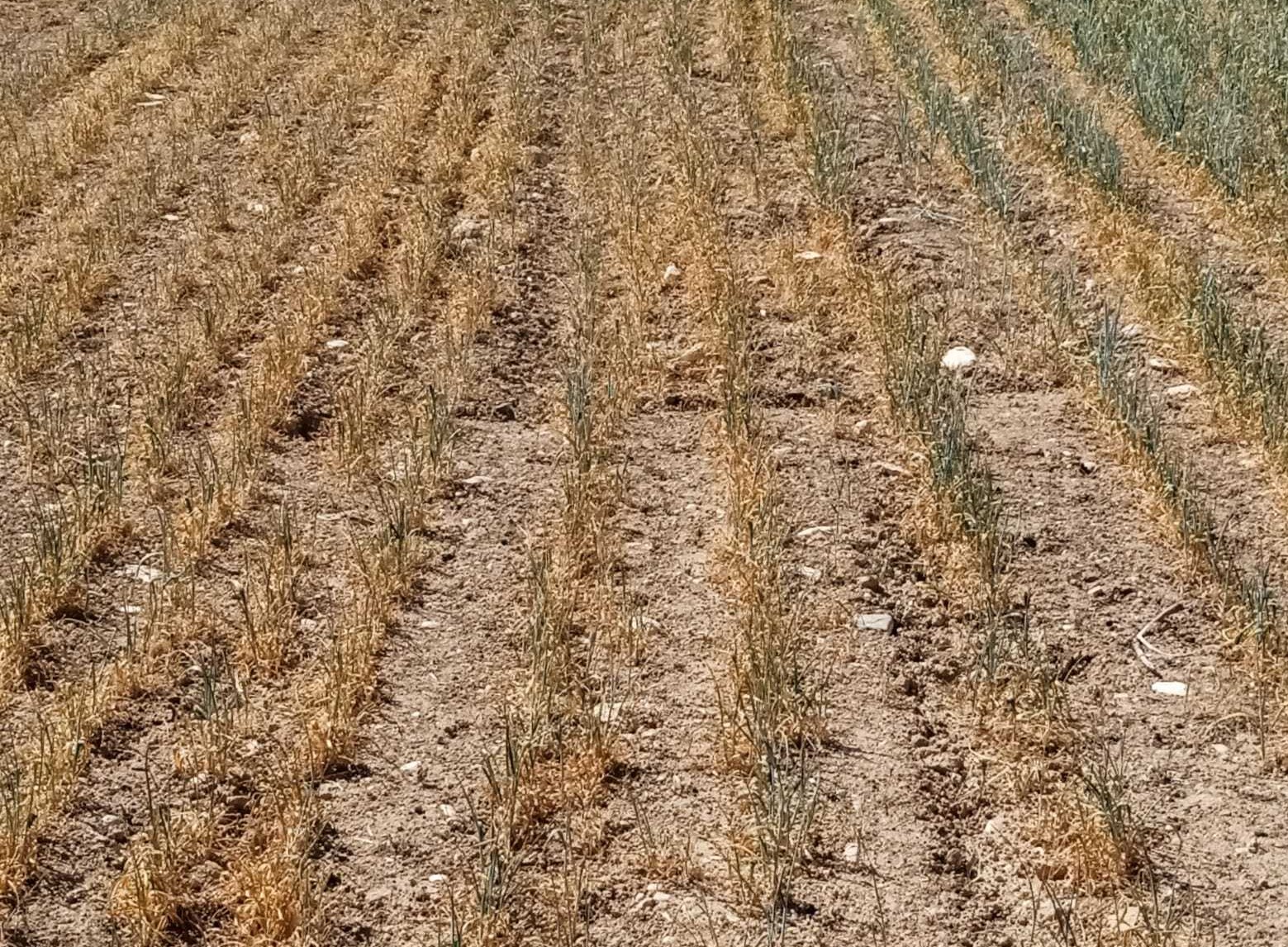 La Unió alerta que la sequera amenaça ja cultius de la Comunitat, sobretot cereals i a pastures