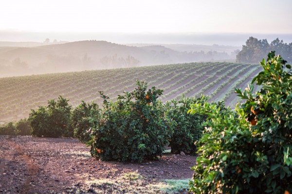 Llusar y Torres ya tienen nombre conjunto: Iberian Premium Fruits, que prevé facturar 136 millones