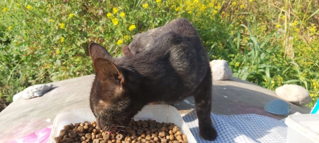 Borriana contracta un servei veterinari per a controlar les colònies felines