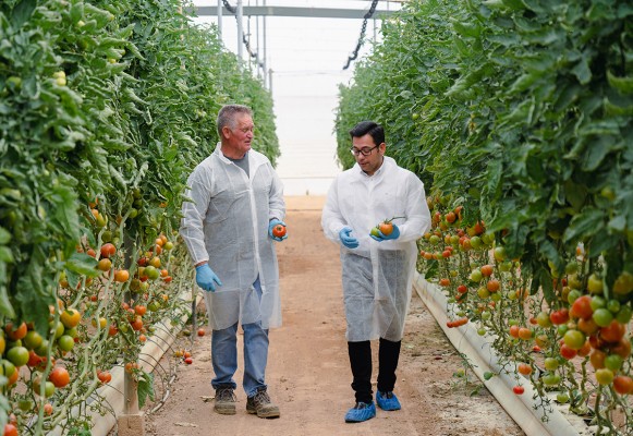 AMC renueva su alianza con las cooperativas de productores de tomate de la Región