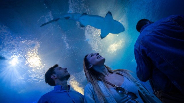 L'Oceanogràfic registra récord de turistas internacionales en Semana Santa