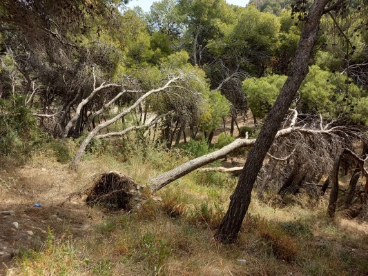El PSOE denuncia el abandono de los montes de Alicante bajo gestión municipal