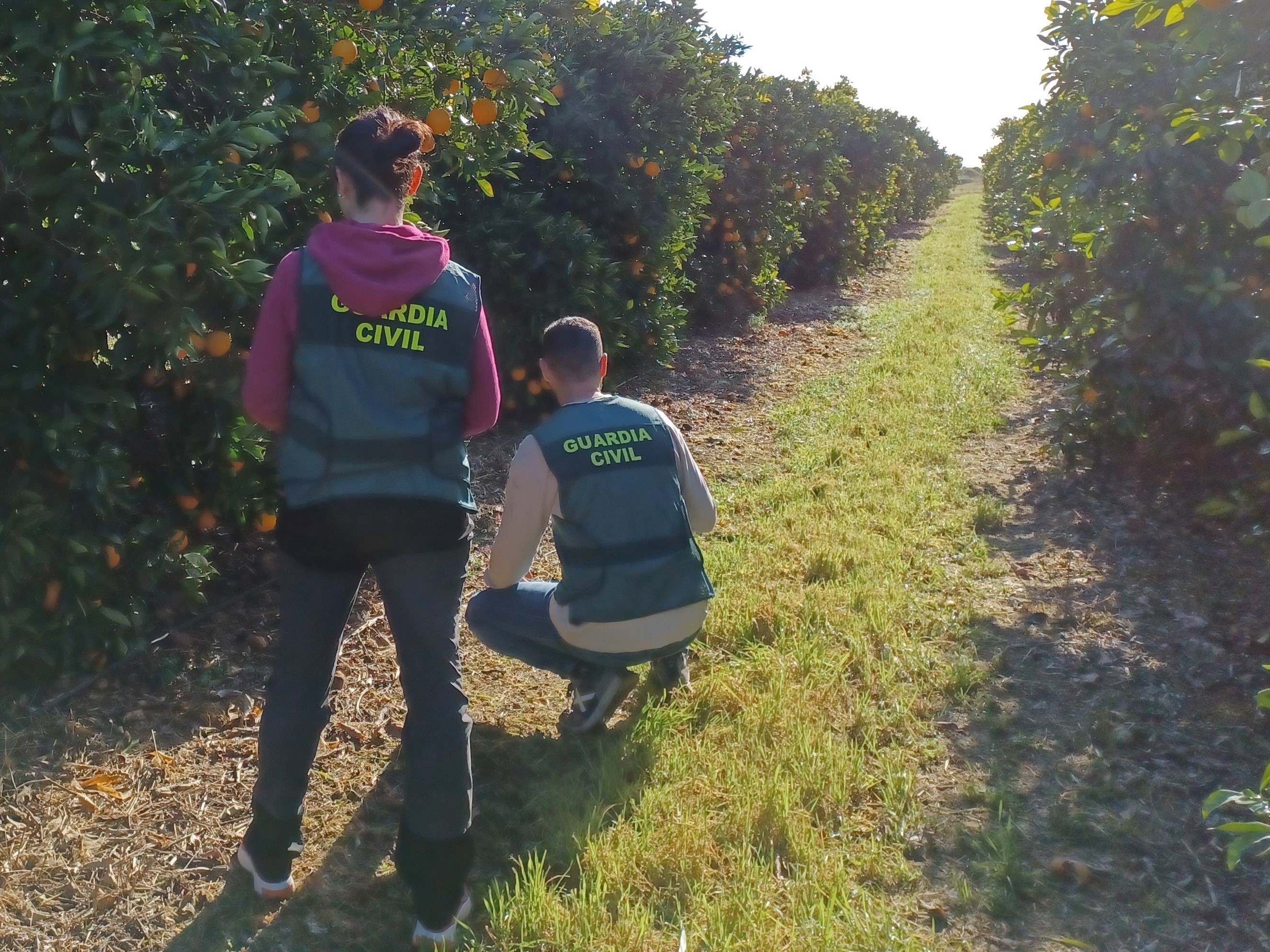 Vila-real ultima la instal·lació de càmeres en el camp per frenar els robatoris