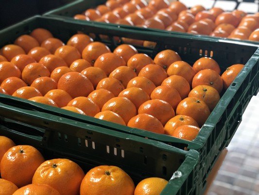 La nueva mandarina extratardía Kino llega para alargar la campaña hasta mayo
