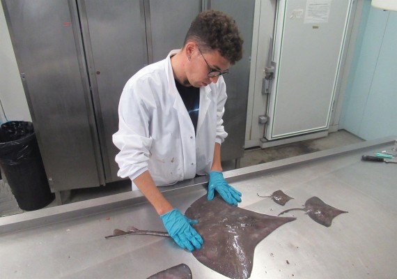 La mitad de tiburones y rayas del Mediterráneo están en riesgo de extinción por actividades humanas