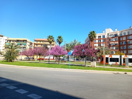 El PSOE de Alicante alerta de problemas de suciedad por la falta de cuidados en las jacarandas