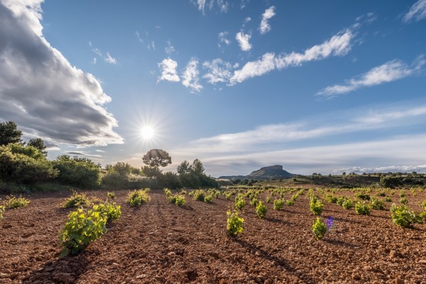 La DOP de Jumilla vendió 26,3 millones de botellas en 2022, de las que 2 de cada 3 fueron al extranjero