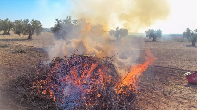 La Generalitat Valenciana adelanta la prohibición de la quema de restos agrícolas