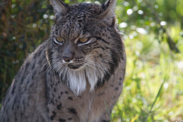 Brisa, el lince ibérico hembra de Terra Natura, cumple 18 años este domingo

