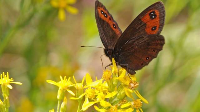 Las mariposas de montaña serán uno de los grupos animales más afectados por el cambio climático

