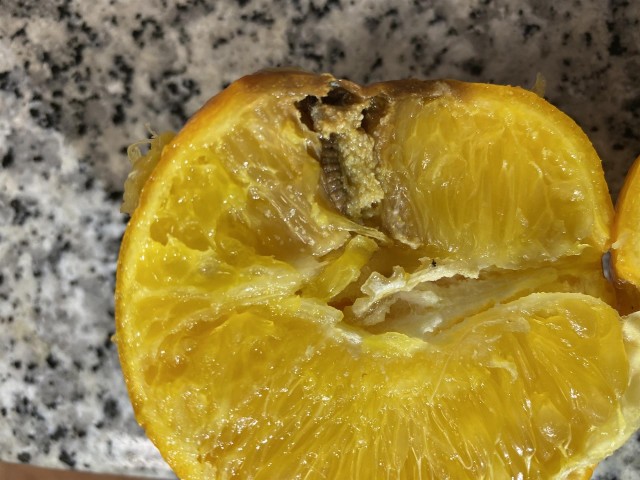 La patronal citrícola pide tratar las mandarinas con frío también tras la 'falsa polilla' detectada en Israel
