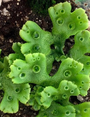 Descubren el mecanismo por el que evoluciona una proteína clave para la adaptación de las plantas terrestres