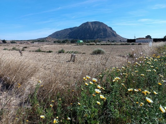 Un possible pulmó verd oblidat al Rebolledo d'Alacant