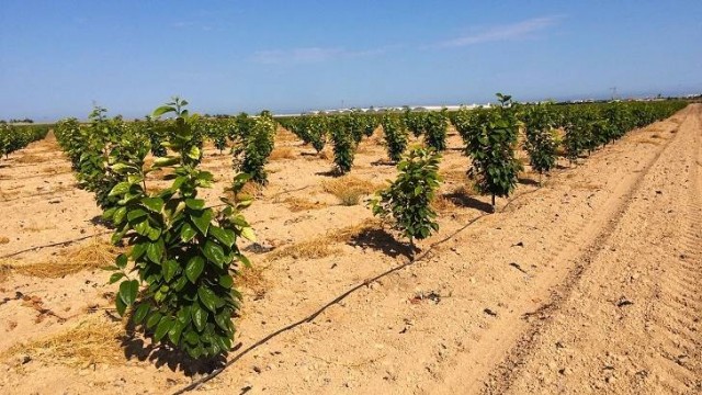 El aguacate, en riesgo por la mortalidad de colmenas y el acuerdo de pinyolà