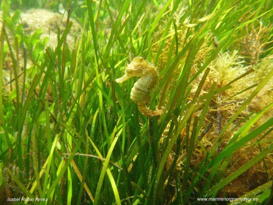 La Asociación Hippocampus podrá estudiar al caballito de mar en el Mar Menor 