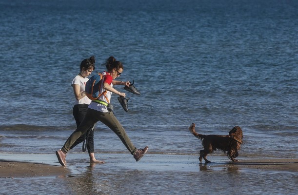 El ICAV pide corregir la Ley de Bienestar Animal en la definición de maltrato y la protección de perros de caza