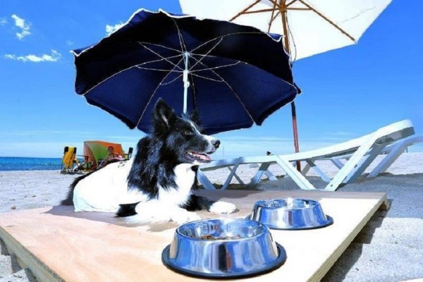 Alicante saca a concesión los servicios de la playa para perros de Agua Amarga