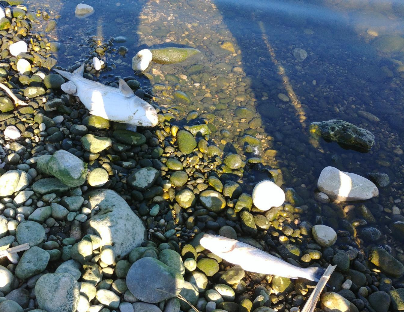 ONGs naturalistas solicitan 