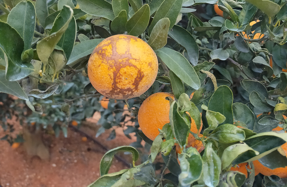 No solo es el cotonet de Sudáfrica: una nueva plaga afecta a cítricos de España y Portugal