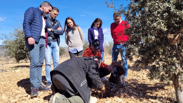 La trufa negra de Caravaca aumenta su producción: de 20 a 60 kilos por hectárea 