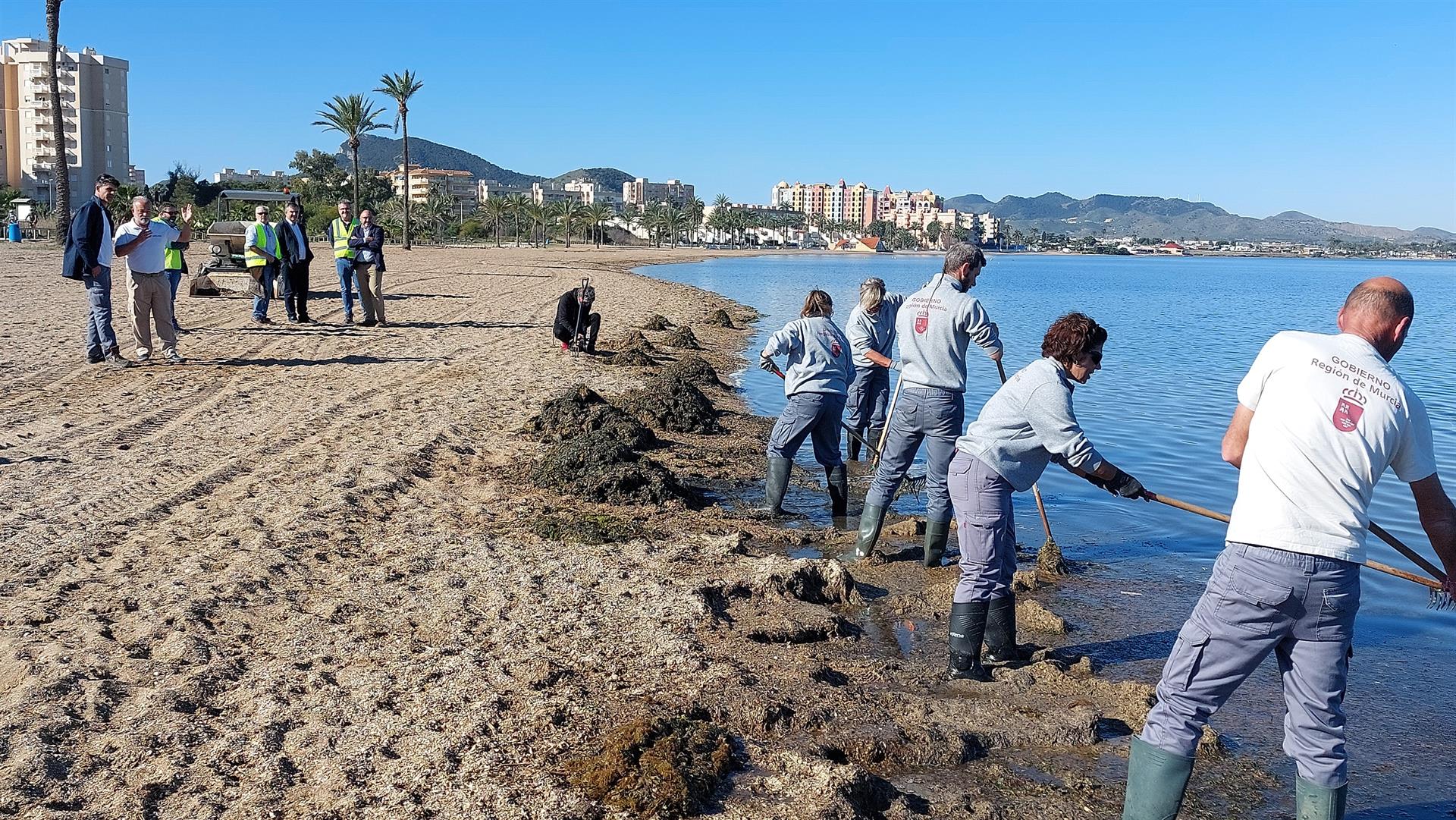El consejero de Medio Ambiente, Mar Menor, Universidades e Investigación, Juan María Vázquez, durante su visita los trabajos de retirada de biomasa en el Mar Menor - CARM - 
