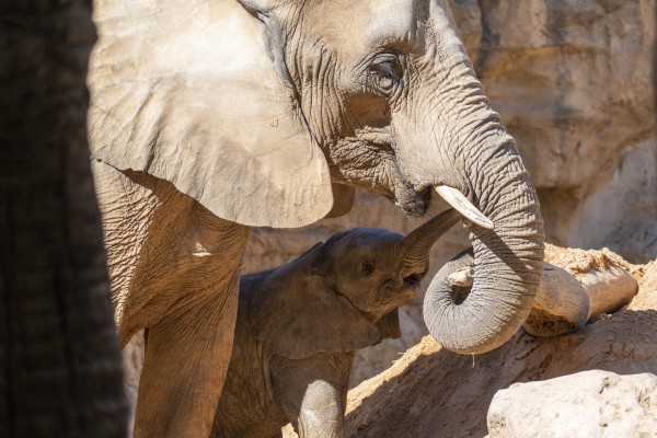 Bioparc destaca el papel de las “lideresas” del mundo animal