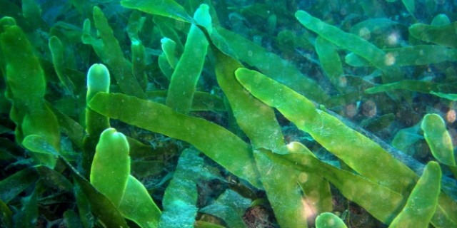Un innovador método permite el cultivo conjunto de especies marinas