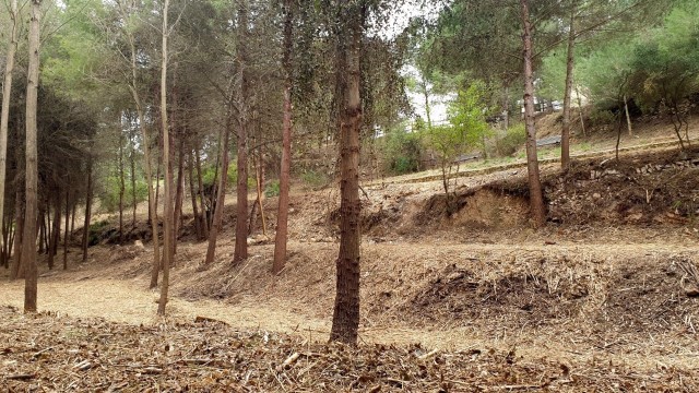 Transición Ecológica activa el Fondo Estratégico de Prevención de Incendios y Gestión Forestal