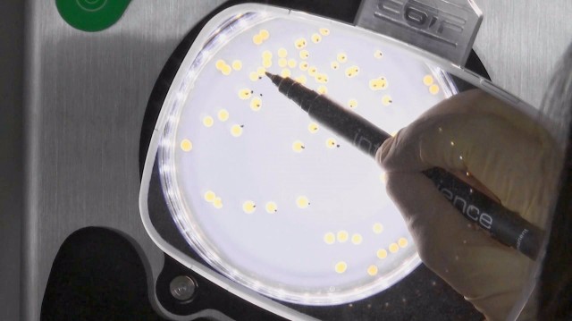  El Consell impulsa el desarrollo de baldosas cerámicas antibacterias
