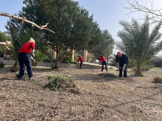Orihuela limpia los sotos del Segura