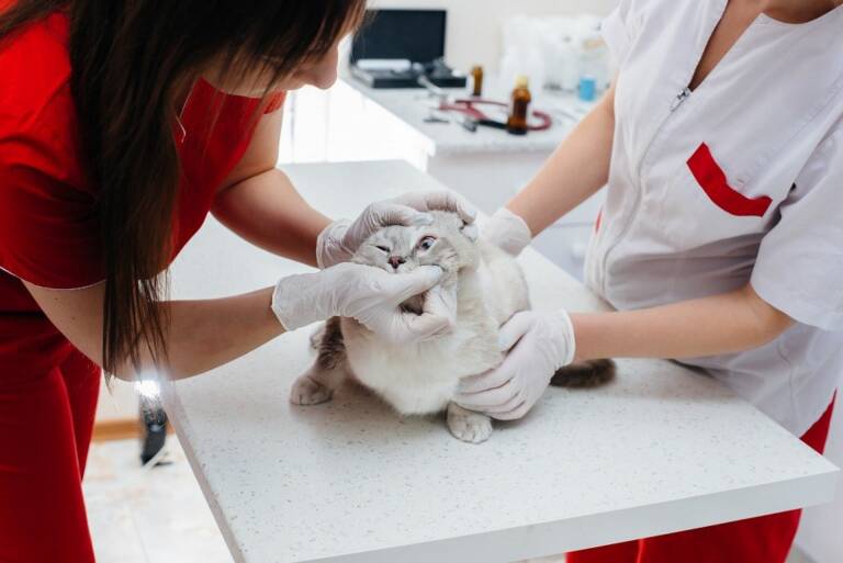 Los veterinarios afirman que el éxito de la Ley de Bienestar dependerá de ayuntamientos y dueños