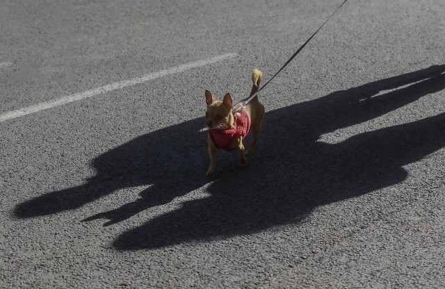 Aprobada la ley valenciana de bienestar animal, que se adelanta a la estatal