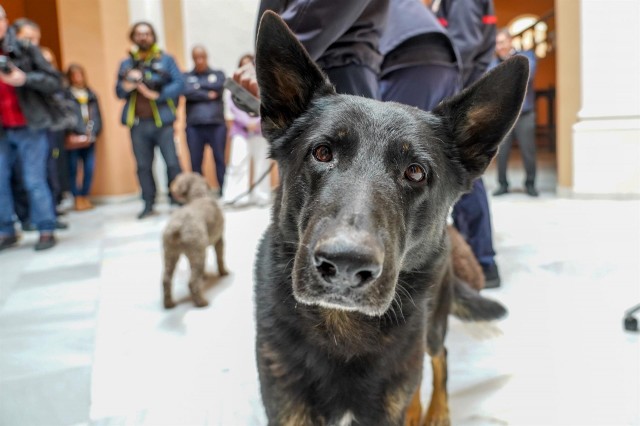 La ley valenciana de Bienestar Animal saldrá adelante con advertencias de inconstitucionalidad de la oposición y los cazadores