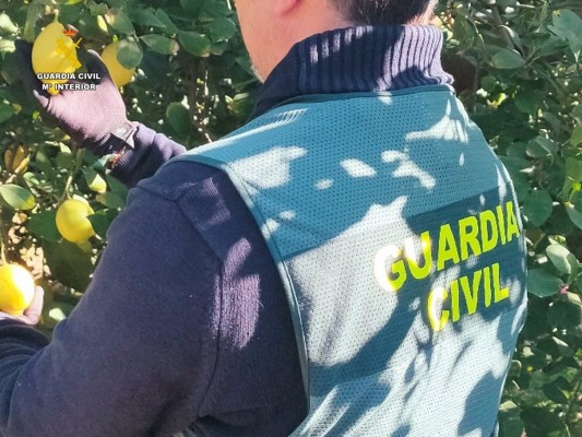 La Guardia Civil detiene a una persona por la estafa de 200.000 kg de limones a agricultores de Murcia y Alicante
