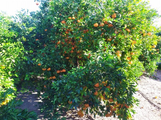 La promoción de la naranja de proximidad, clave para afrontar los problemas agrícolas en la Safor
