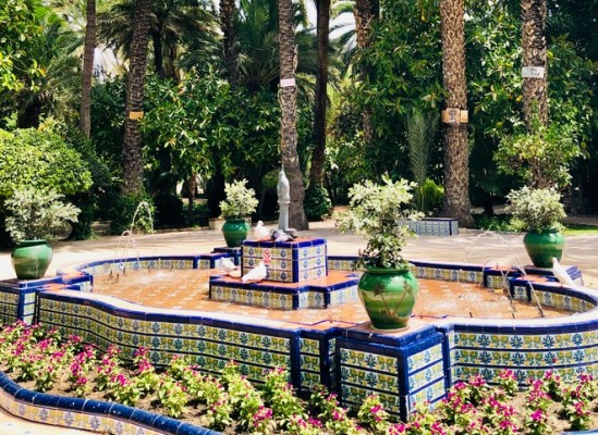 Elche impulsa el plan de control de plagas en casi 600 puntos, con especial atención a palomas, a las que se censará