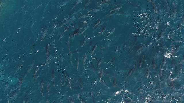 La calidad del agua puede entorpecer la transferencia del atún rojo en los viveros de la Región