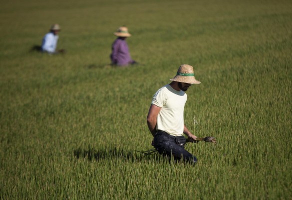 AVA alerta: Bruselas propone permitir en el arroz importado una sustancia prohibida para agricultores de la UE
