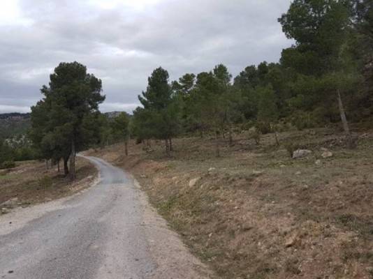 La murciana Orthem cuidará de los bosques de la Región durante 5 años por 80 millones de euros