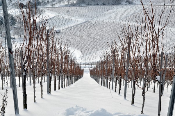 Vinos navideños