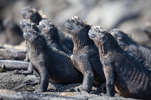 'Planet Earth II': cuando la naturaleza es la más sobrecogedora de las historias