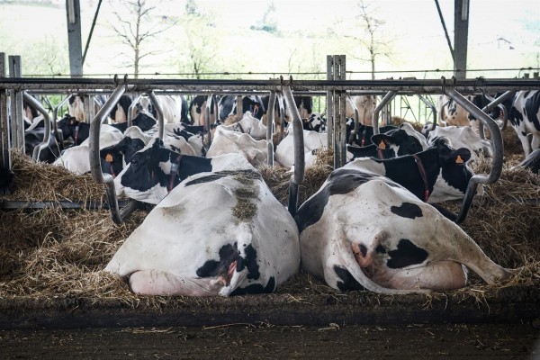 En España cerraron casi dos granjas de leche al día en 2022, según Unión de Uniones